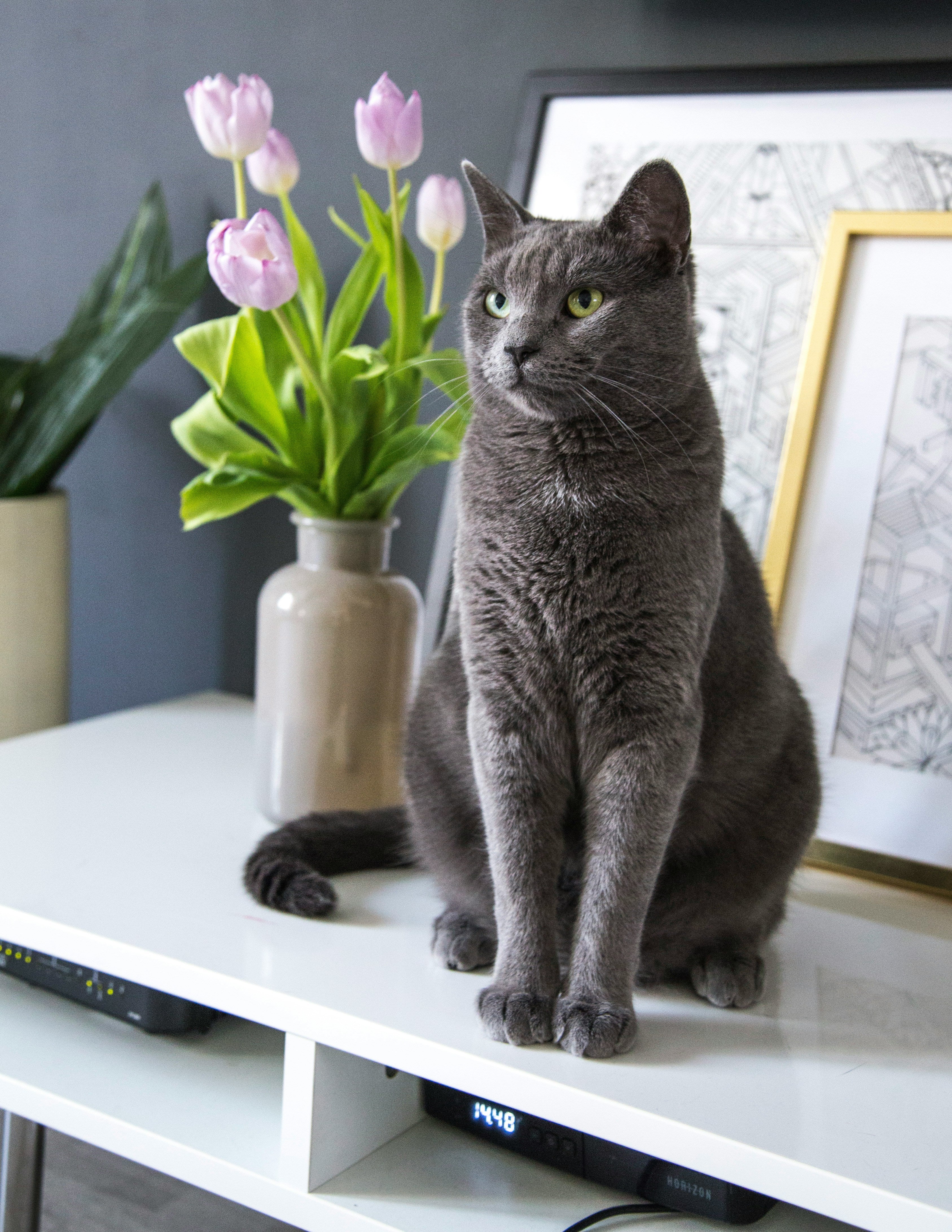 Katėms